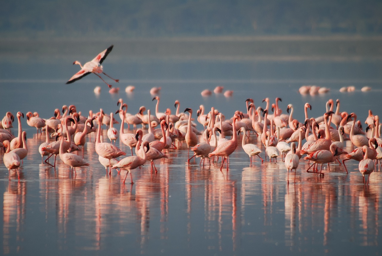 fenicotteri_rosa_delta_po_primavera_slow